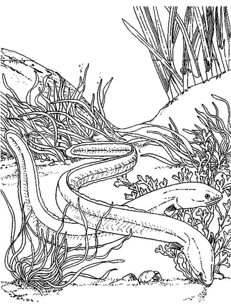 Realistic Eels Coloring Page
