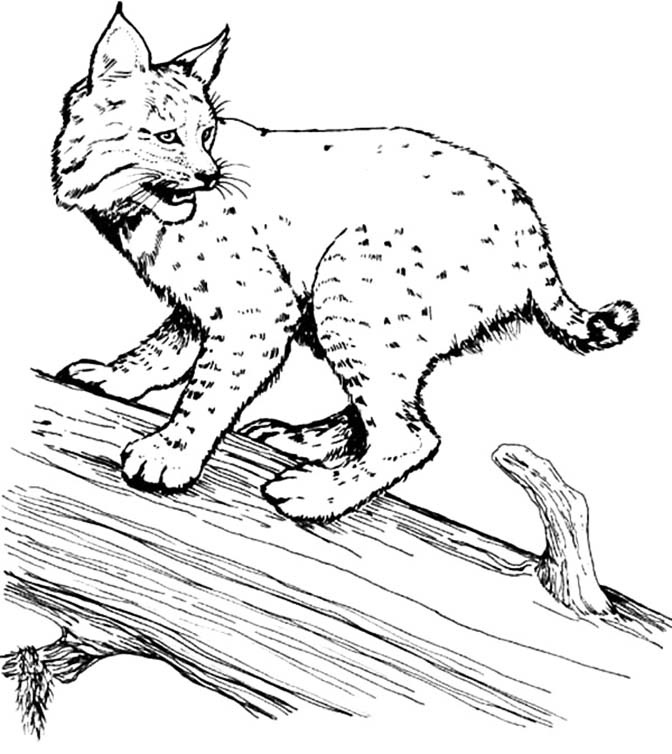 Scared Bobcat Coloring Page