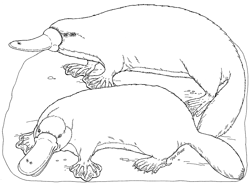Two Platypus Coloring Page