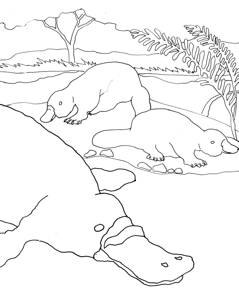 Wild Platypus Coloring Page