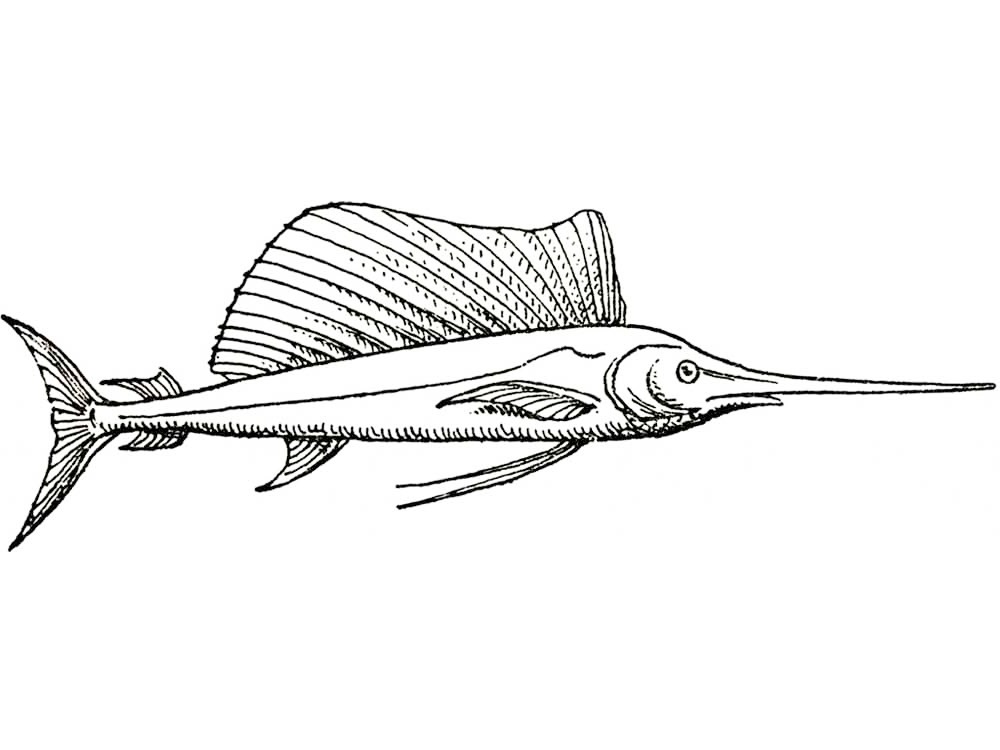 Realistic Swordfish Coloring Page