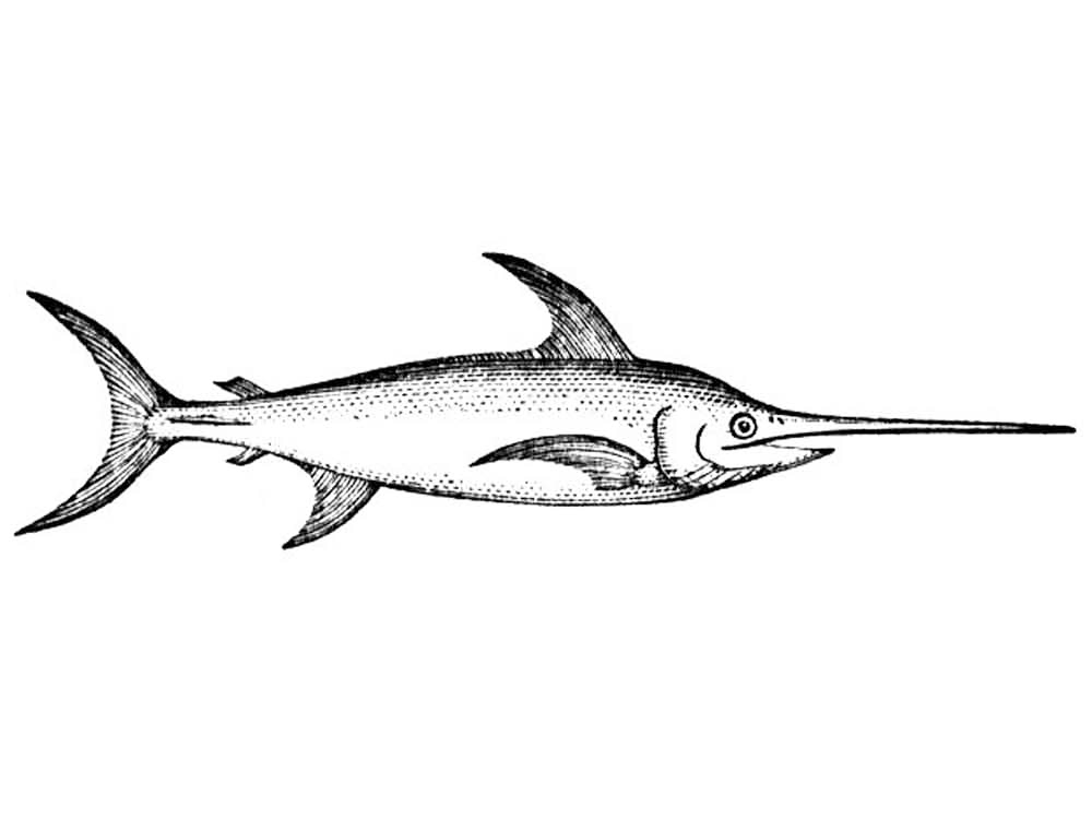 Swordfish Coloring Pages