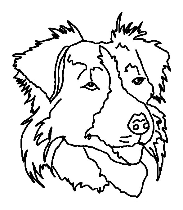 Border Collie Head Coloring Page