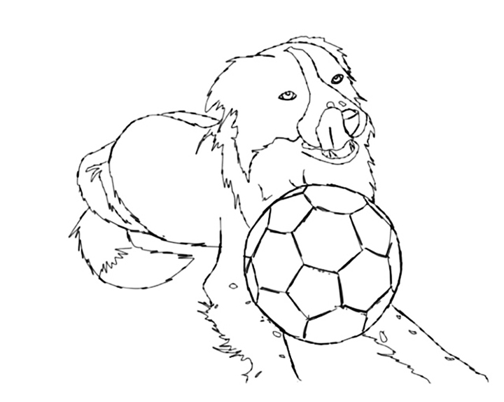Border Collie And Soccer Ball Coloring Page