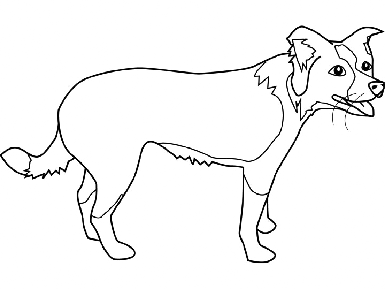 Easy Border Collie Coloring Page