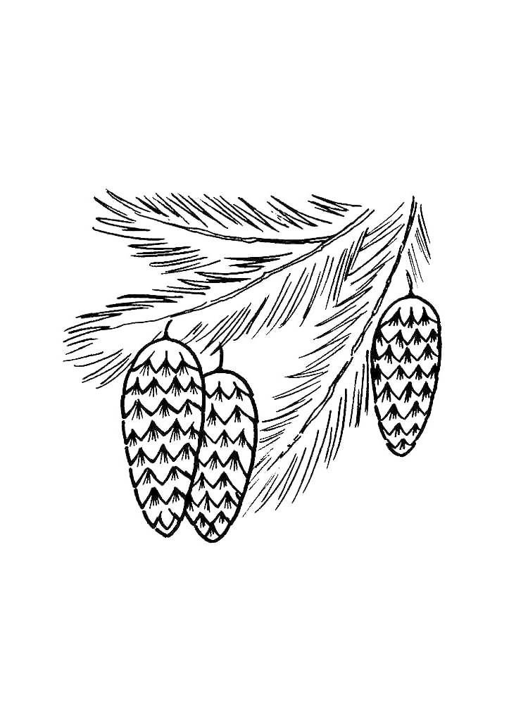 3 Pine Cone In A Tree Coloring Page