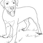 Cute Rottweiler Puppy Coloring Page