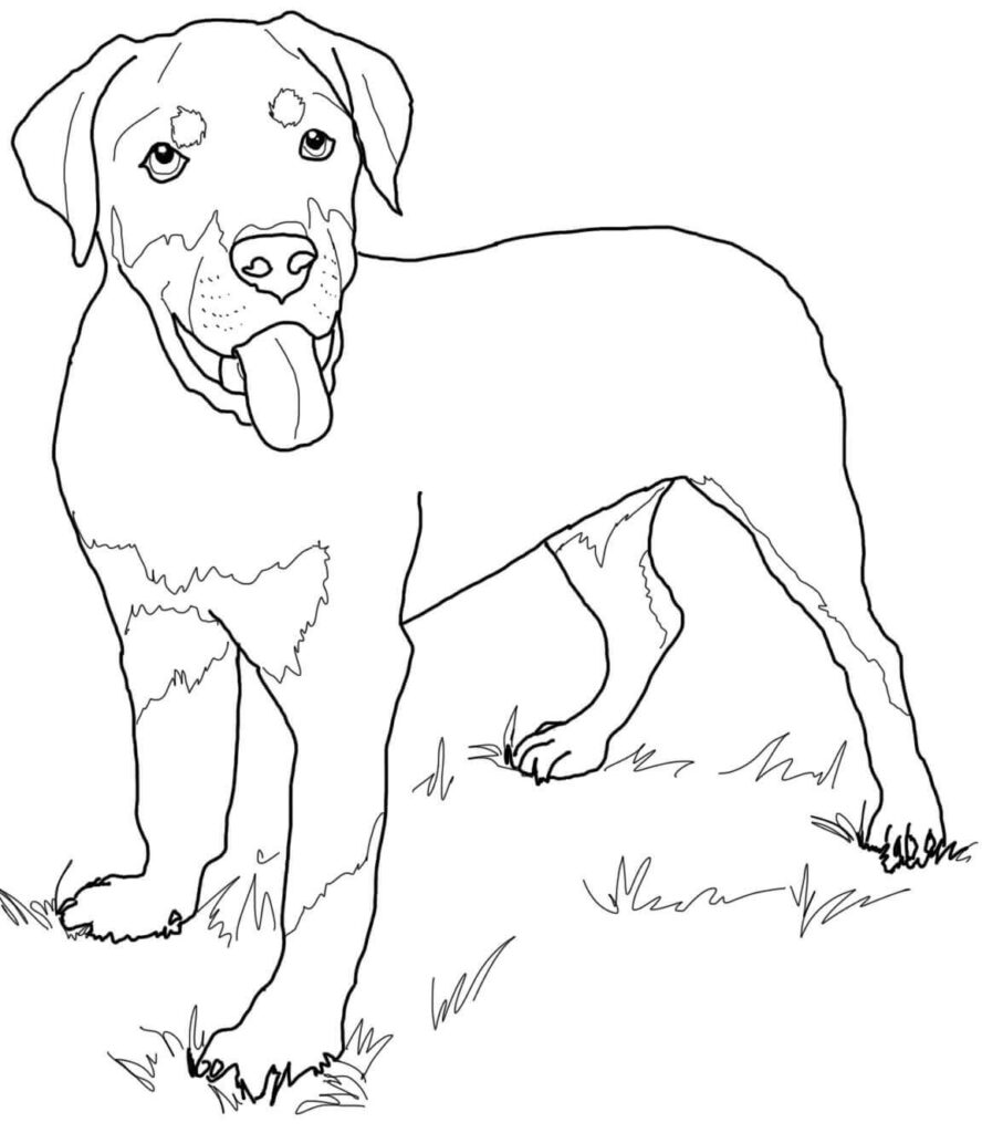 Cute Rottweiler Puppy Coloring Page