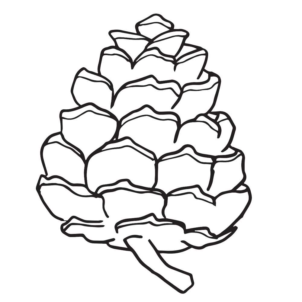 Easy Pine Cone Coloring Page