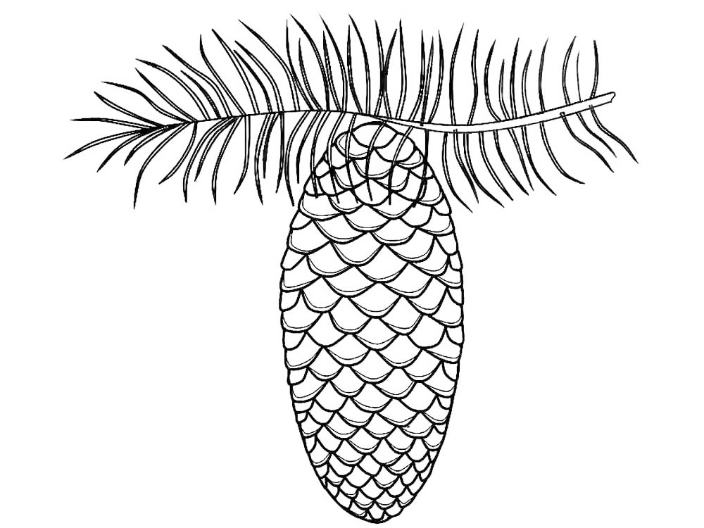 Hanging Pine Cone Coloring Page