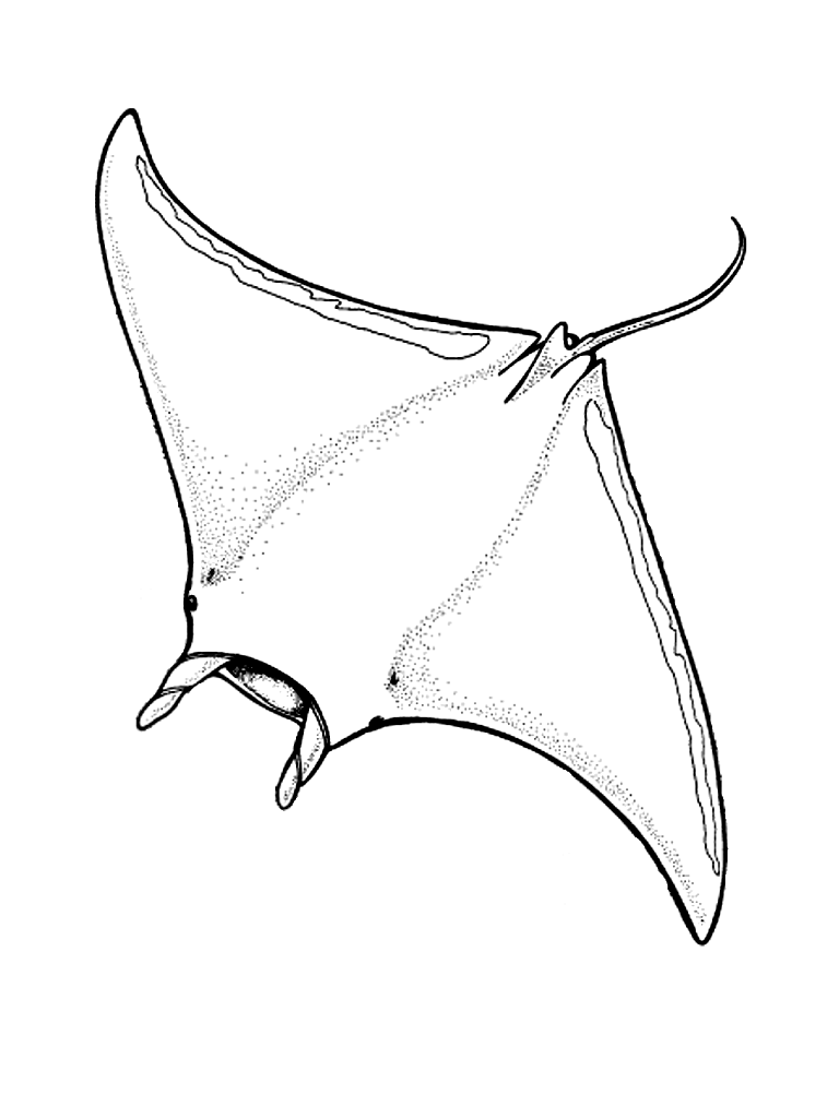 Manta Ray Coloring Pages