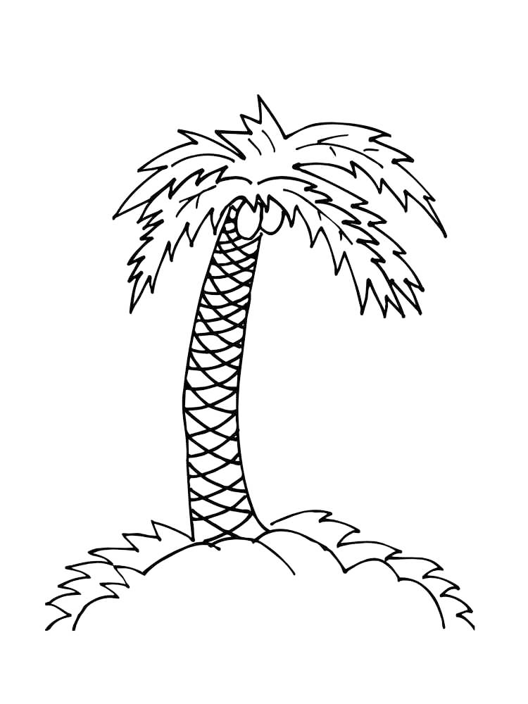 Palm Tree Coconuts Coloring Page
