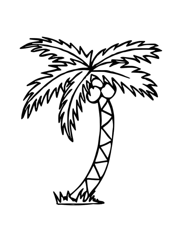 Palm Tree With Coconuts Coloring Page