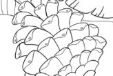 Pine Cone Coloring Pages