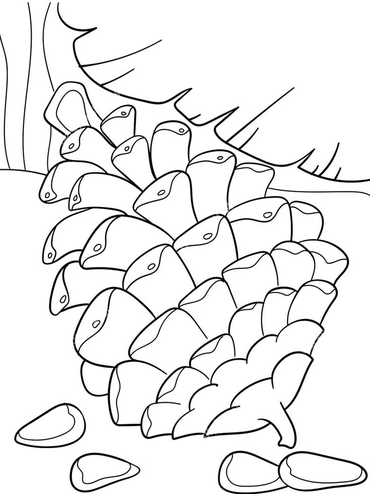 Pine Cone Coloring Pages