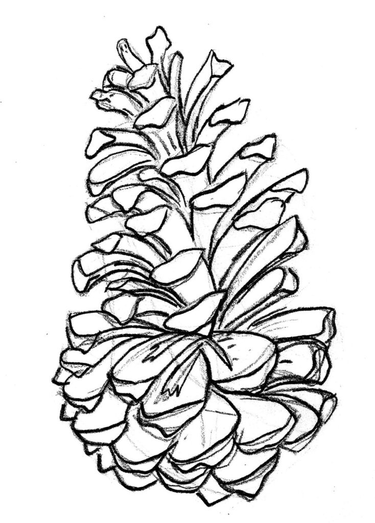 Pine Cone Drawing Coloring Page