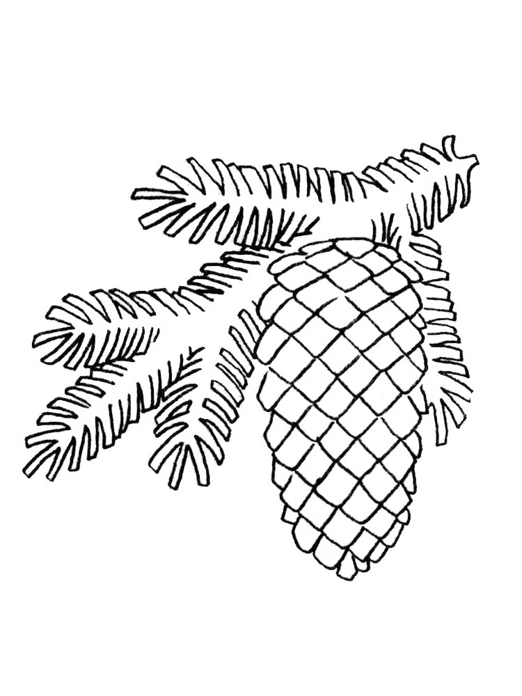 Pine Cone And Branch Coloring Page
