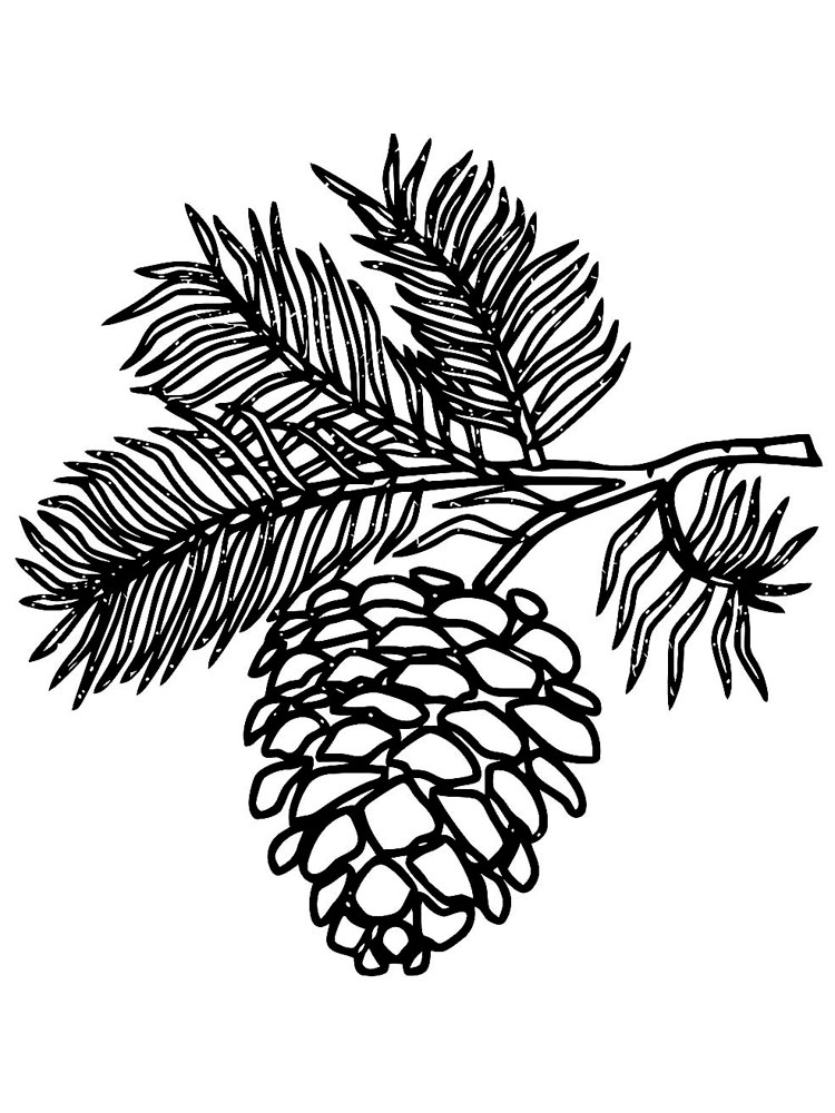 Pine Cone In Pine Tree Coloring Page