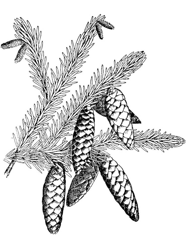 Pine Cones On Branch Coloring Page