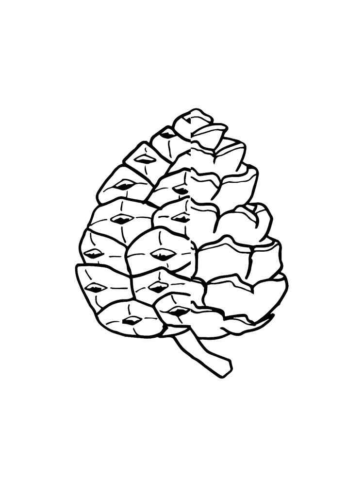 Pinecone Coloring Page