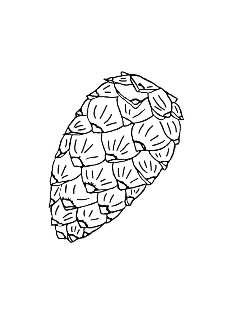 Pinecone Coloring Pages