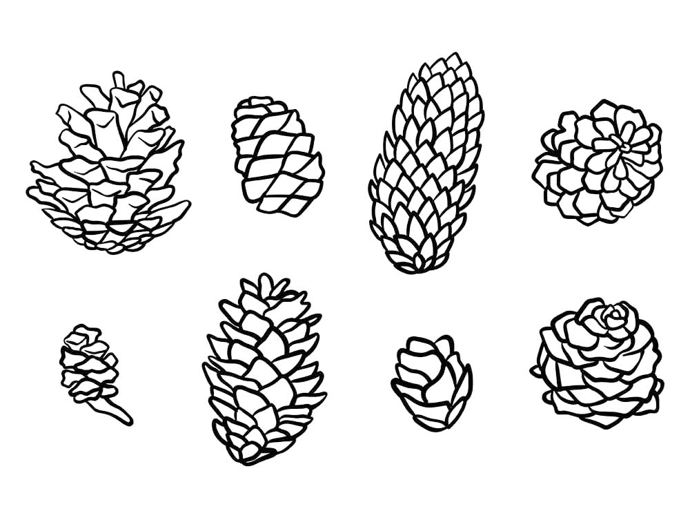 Pinecones Coloring Page