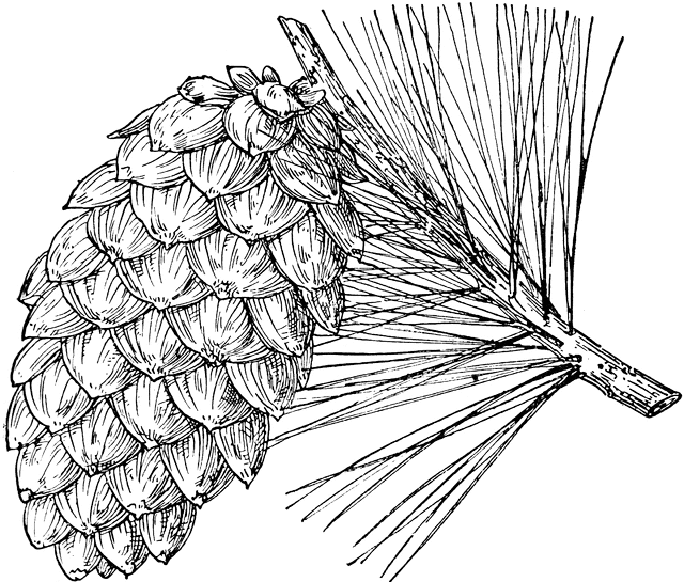 Realistic Pine Cone Coloring Pages