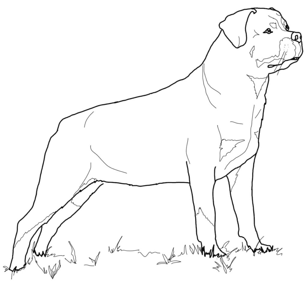 Rottweiler Coloring Page