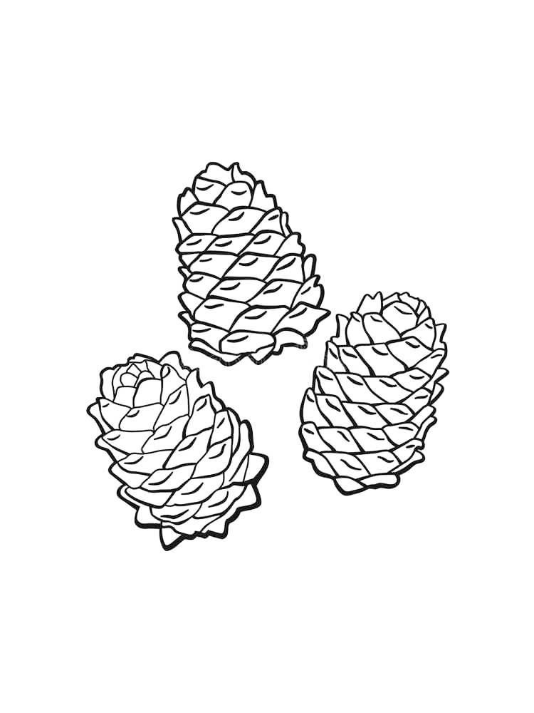 Three Pine Cone Coloring Page