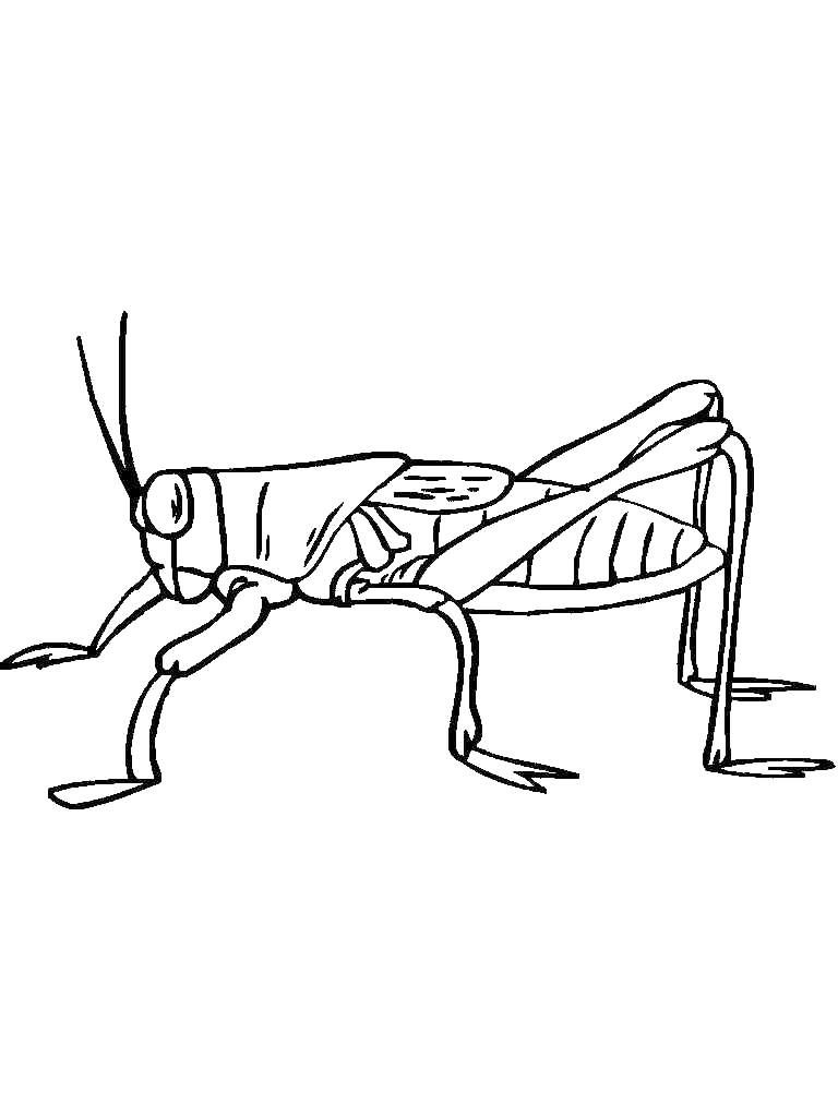 Cricket Insect Coloring Page