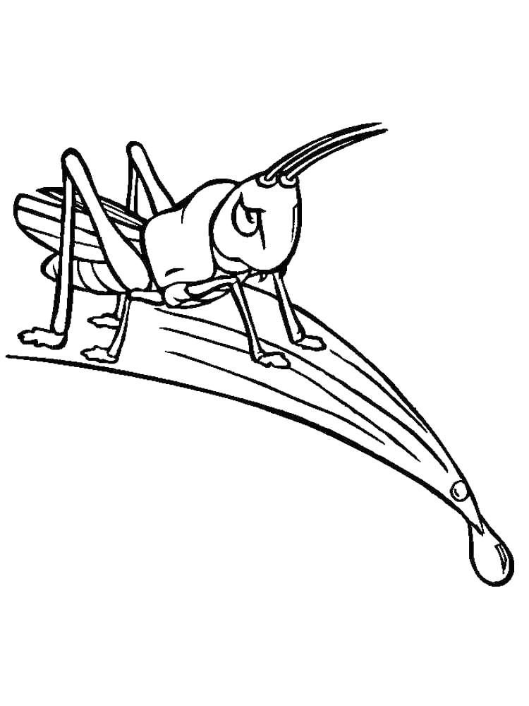 Cricket On Blade Of Grass Coloring Page