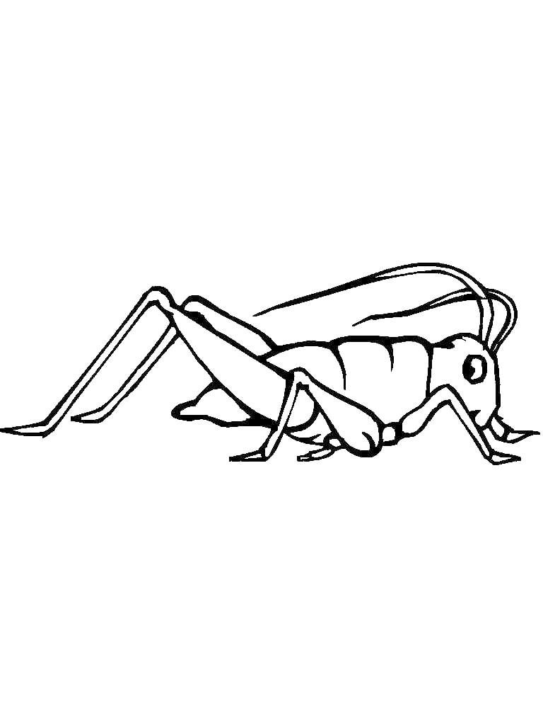 Easy Cricket Coloring Page