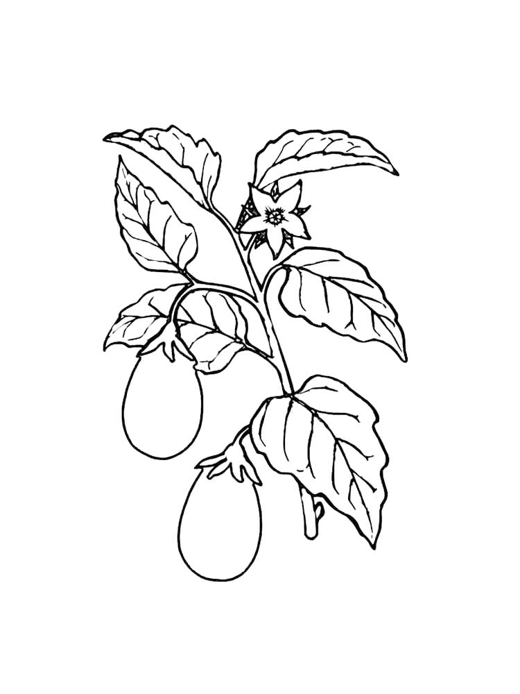 Eggplant On Plant Coloring Page