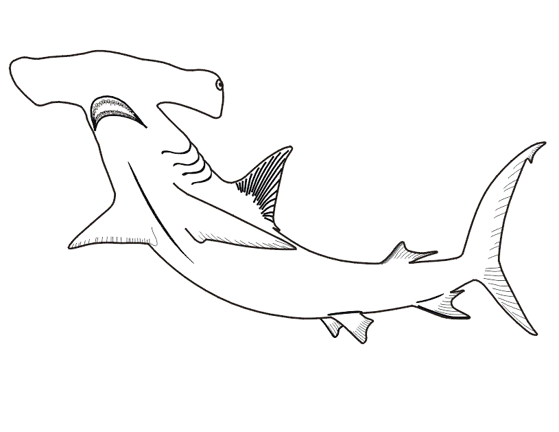 Hammerhead Shark Coloring Page