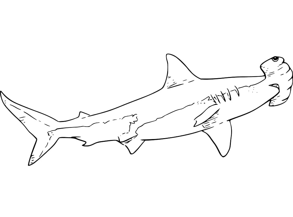 Hammerhead Shark Easy Coloring Page