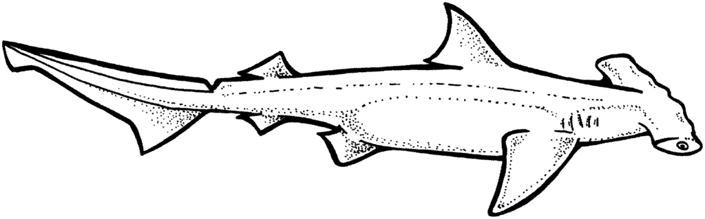 Hammerhead Shark Printable Coloring Pages