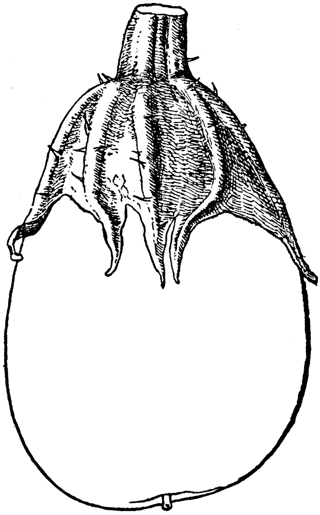 Realistic Eggplant Vegetable Coloring Pages