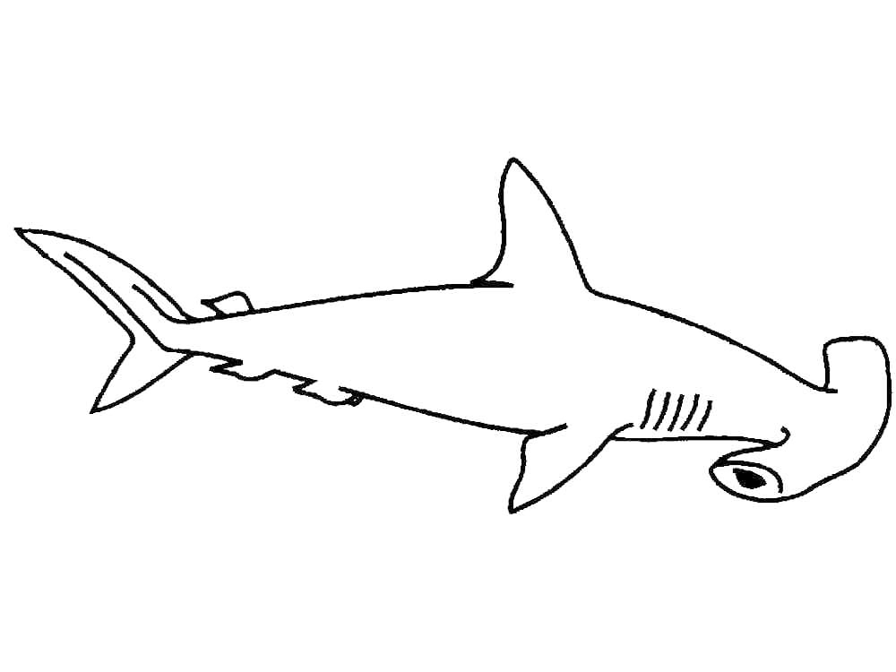 Simple Hammerhead Shark Coloring Pages