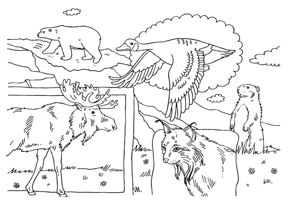 Animals In Canada Coloring Page
