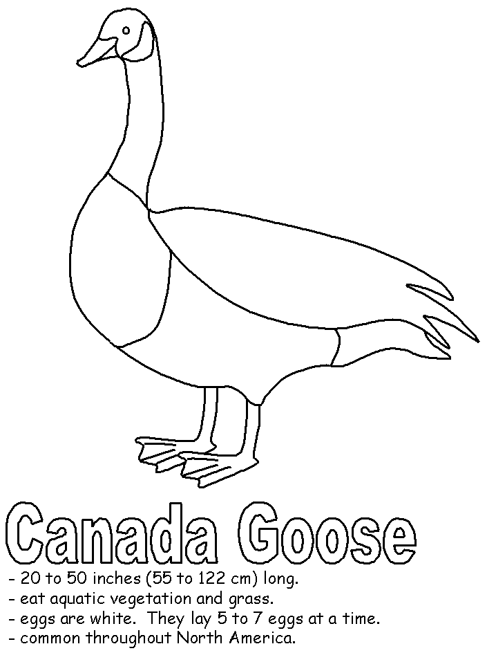 Canada Goose Coloring Page