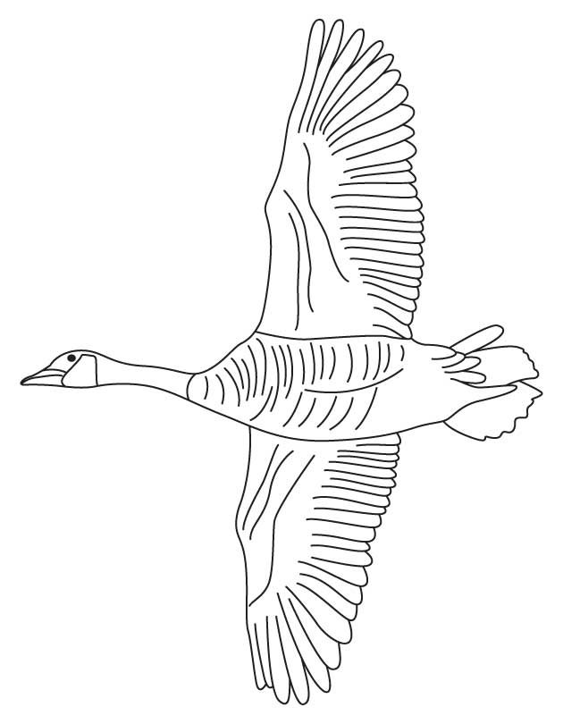 Canadian Goose Coloring Page