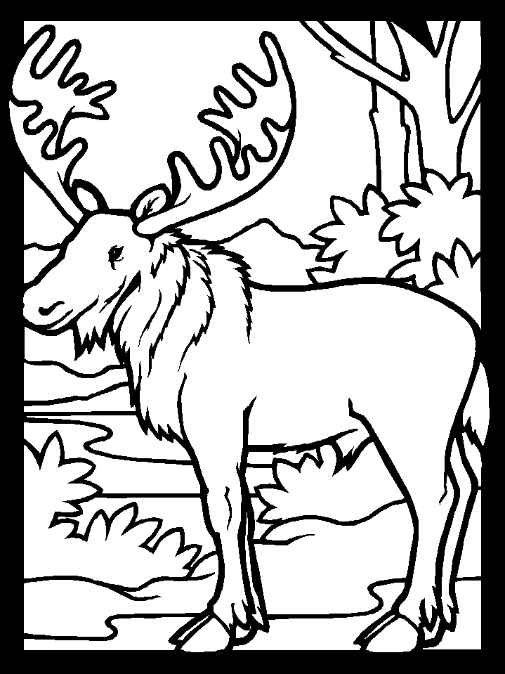 Canadian Moose Coloring Page