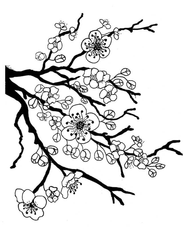 Japanese Cherry Blossom Coloring Page