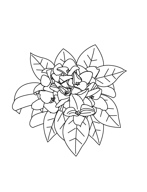 Bougainvillea Flower Coloring Page