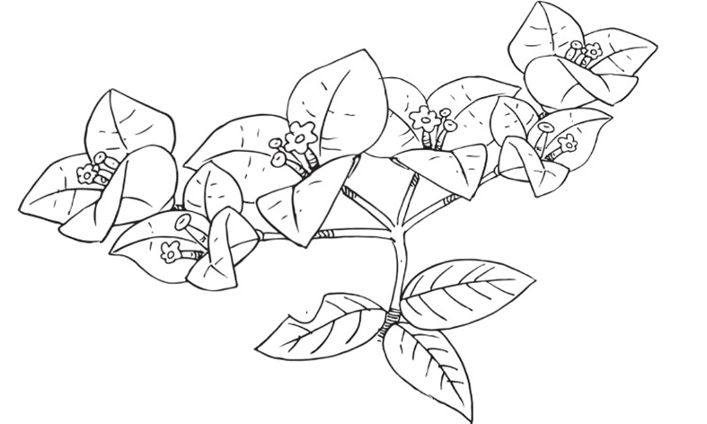 Bougainvillea Flower Coloring Pages 3