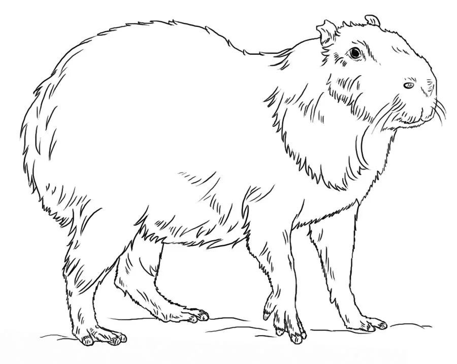 Capybara Printable Coloring Page