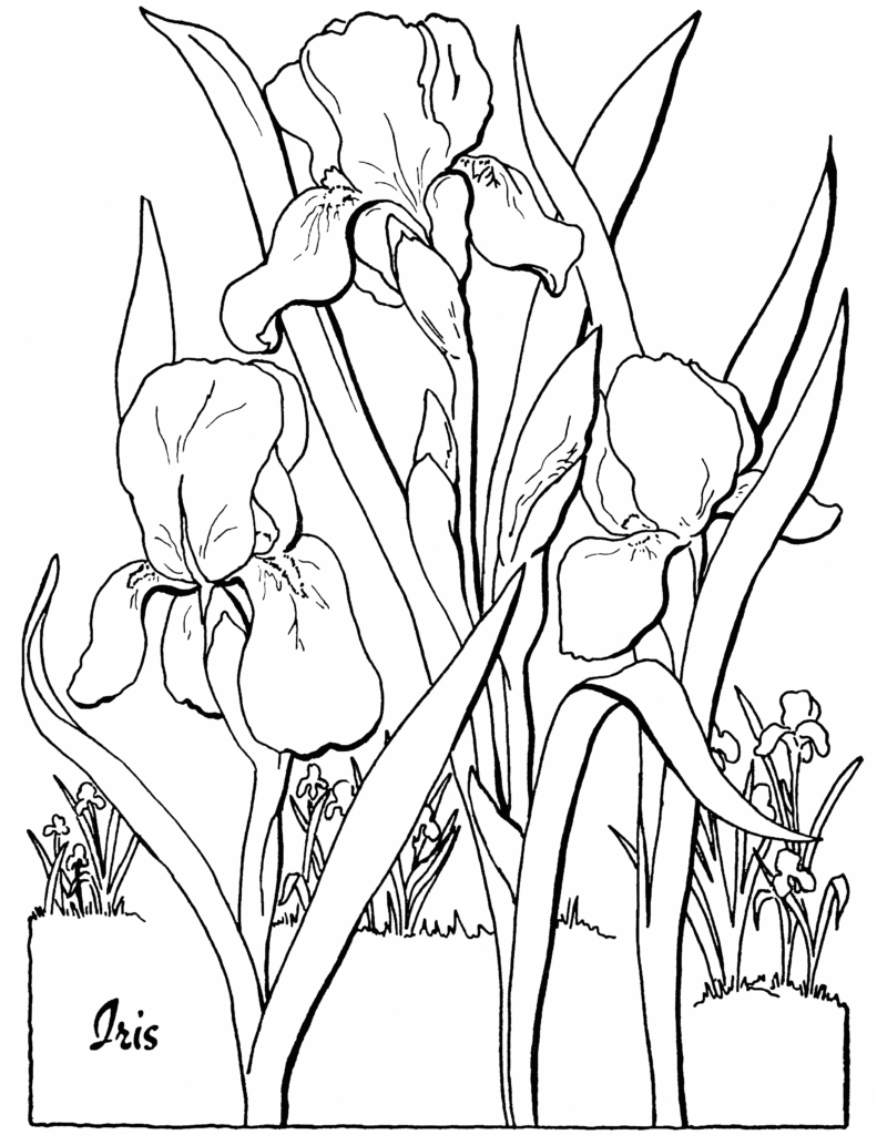 Iris France National Flower Coloring Page
