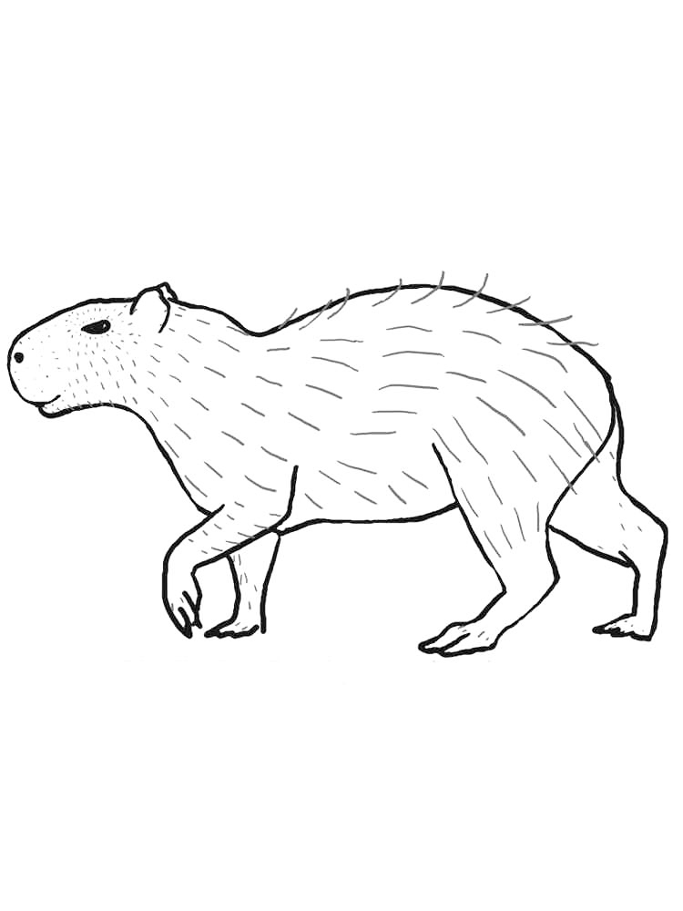 Printable Capybara Coloring Pages