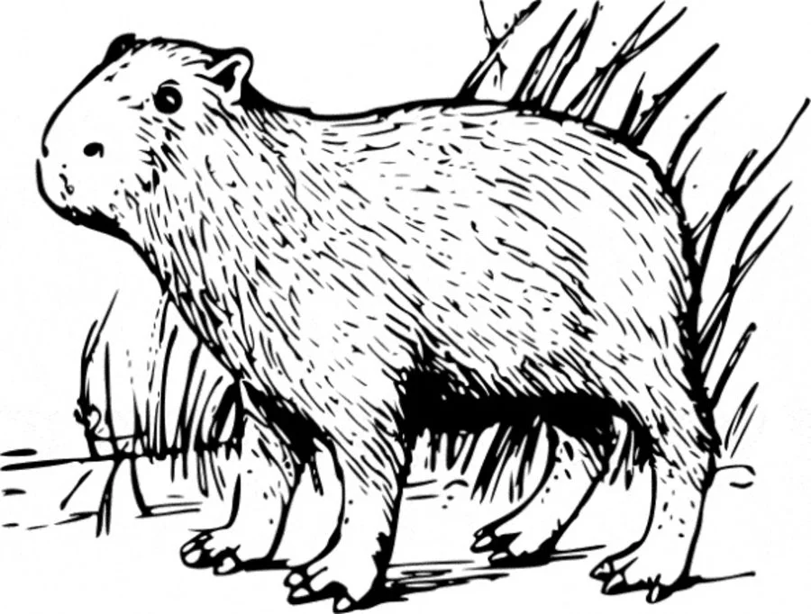 Realistic Capybara Coloring Page