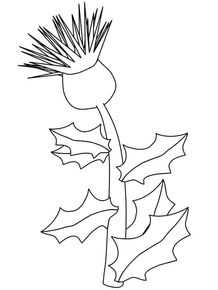 Scottish Thistle Flower Coloring Page